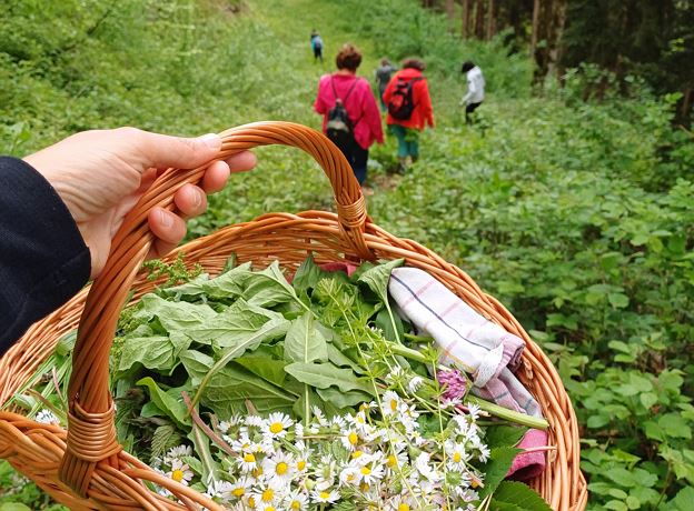 Wilde Kräuter - Eine Wanderung