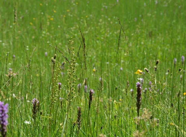 moor and low-moor bog: Tiefenwald