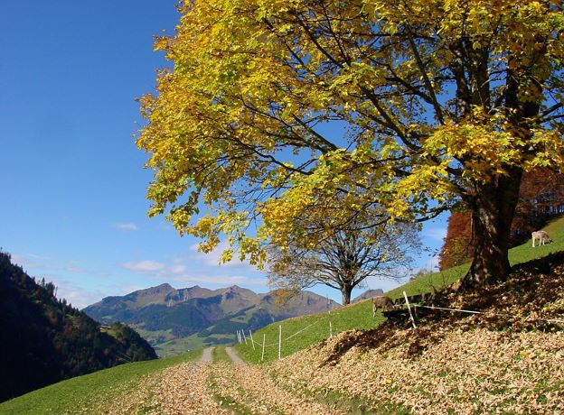 Walser Autumn